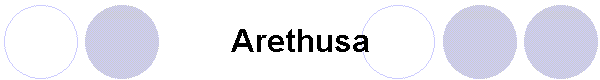 Arethusa